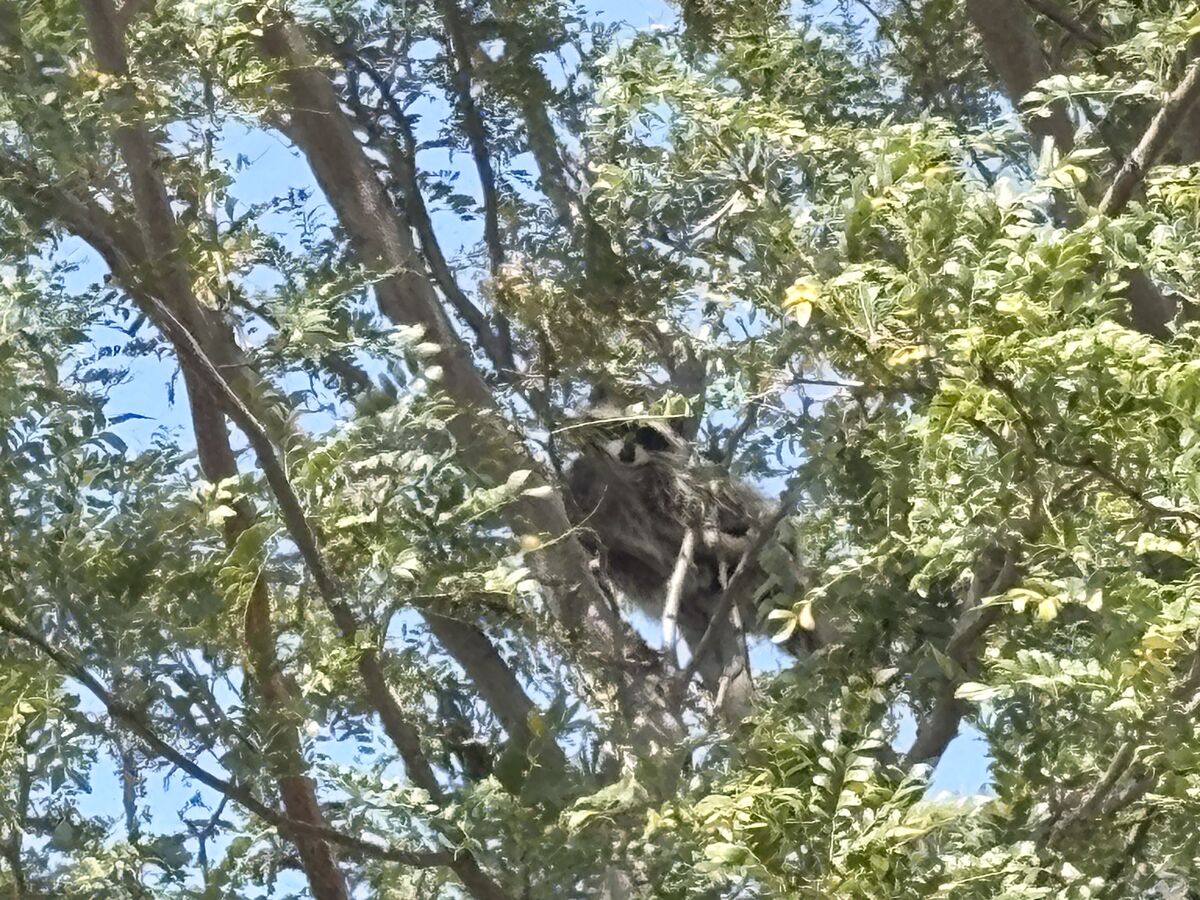 Good Morning! Chester the raccoon visited the Paterson school Yesterday! He knows 14 days until school starts! {C: