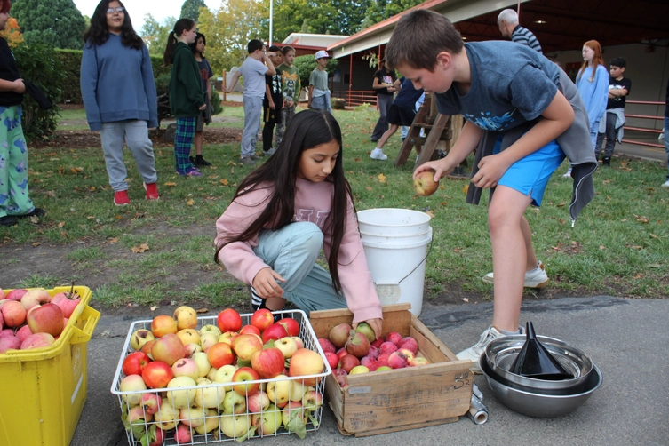 Students sort through the apples to bring to the press.
