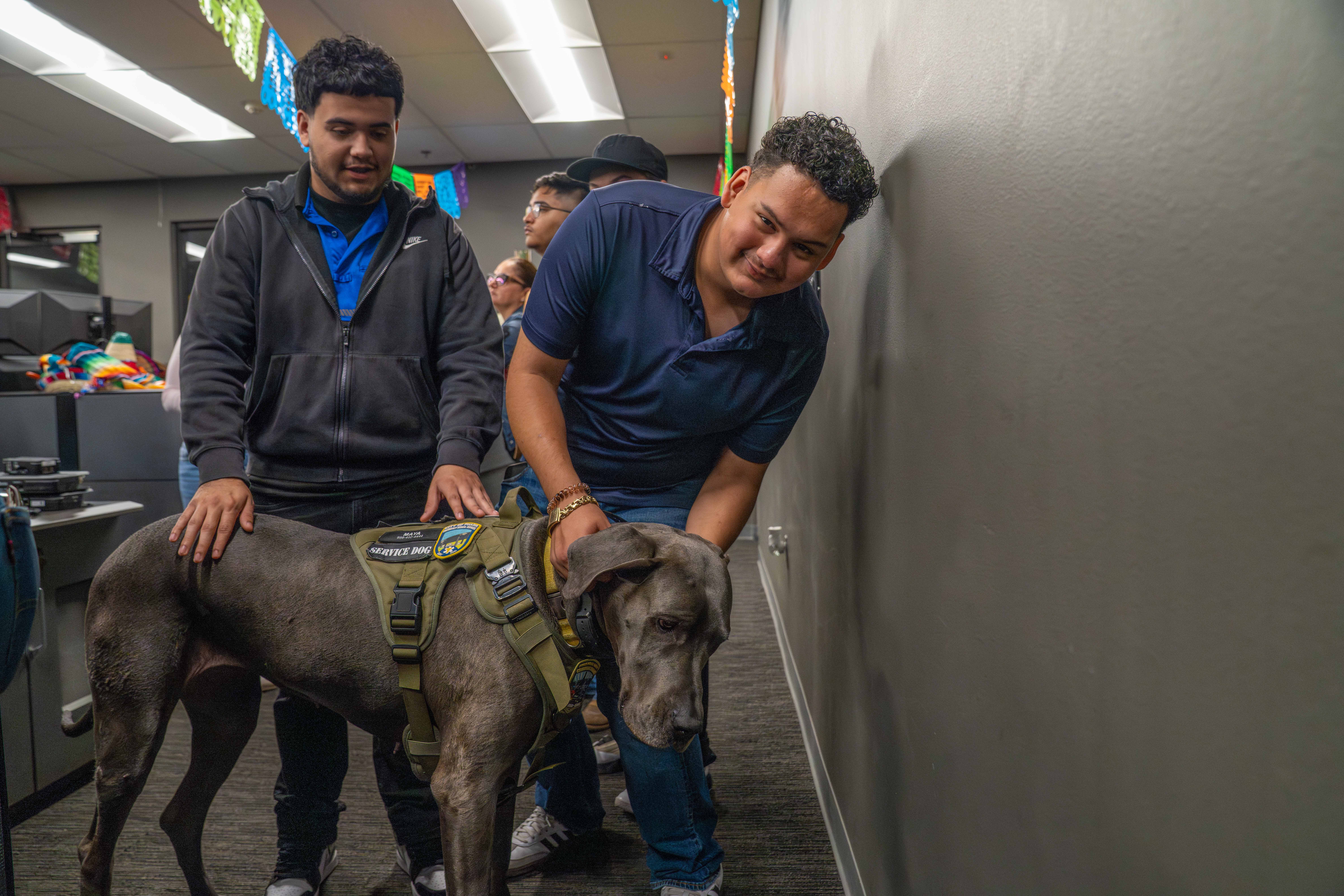 A large grey service dog wearing a green harness is petted by two men in an office setting.