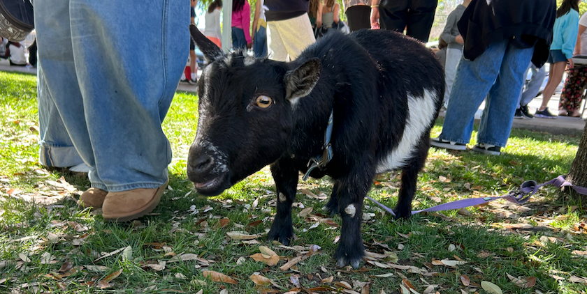 A small black and white goat stands on grass, with people in the background.