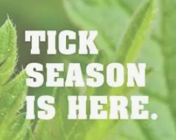 Tick Letter