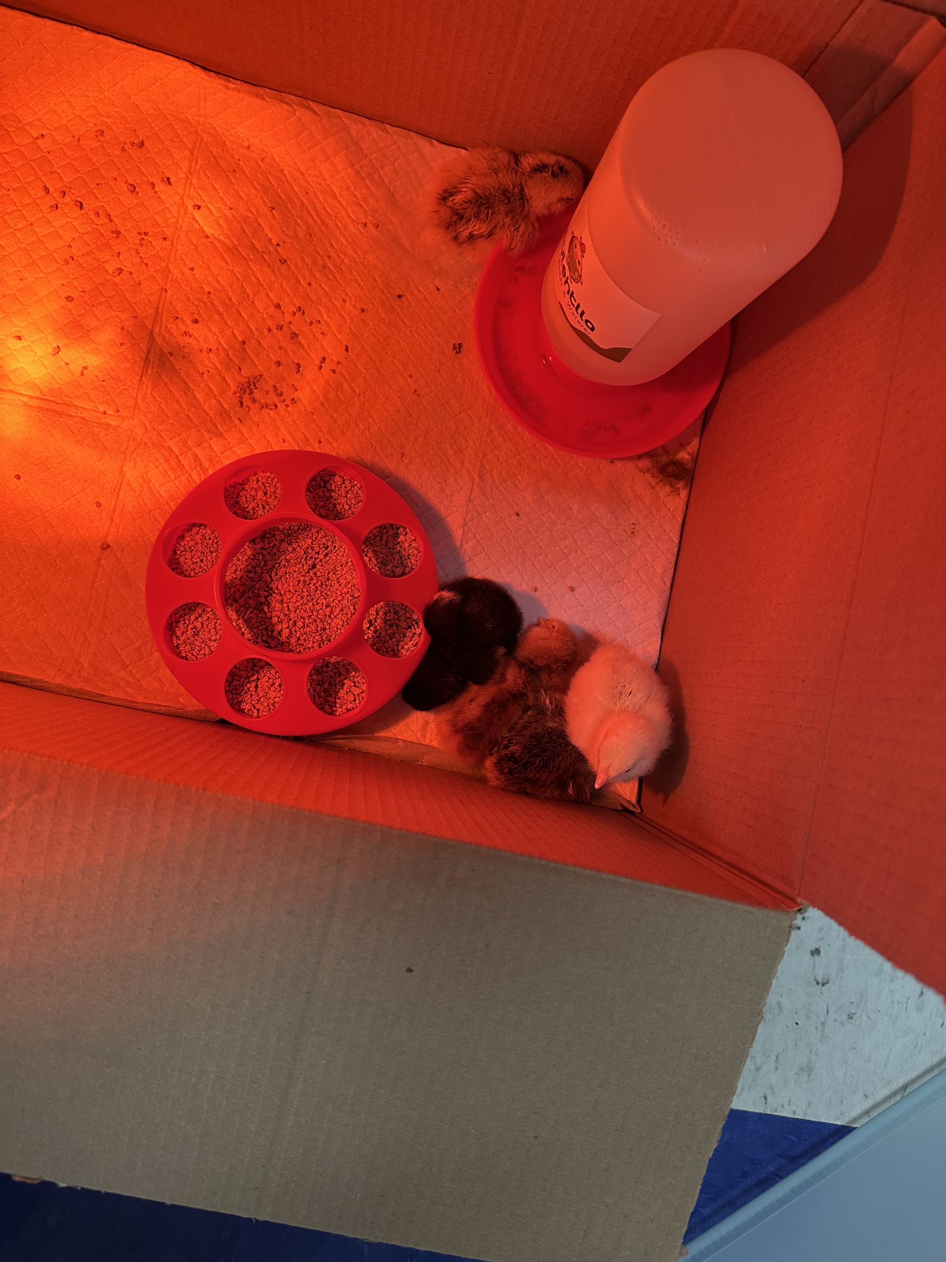 Day 4 - Baby Chick update and new link
