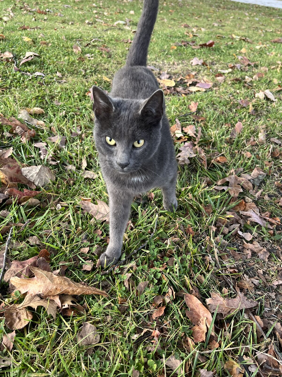 Missing a Cat?