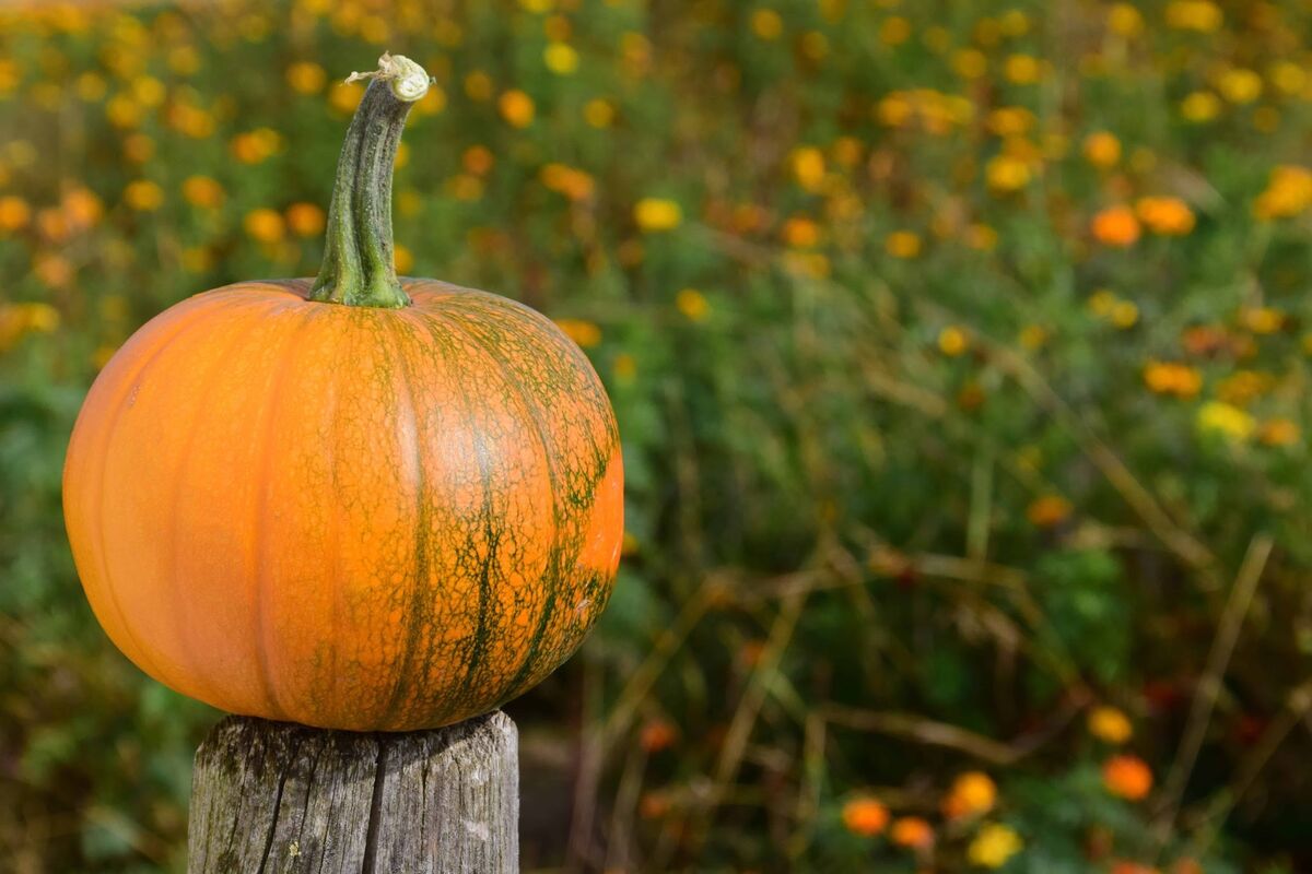 PTA Trunk-or-Treat news!