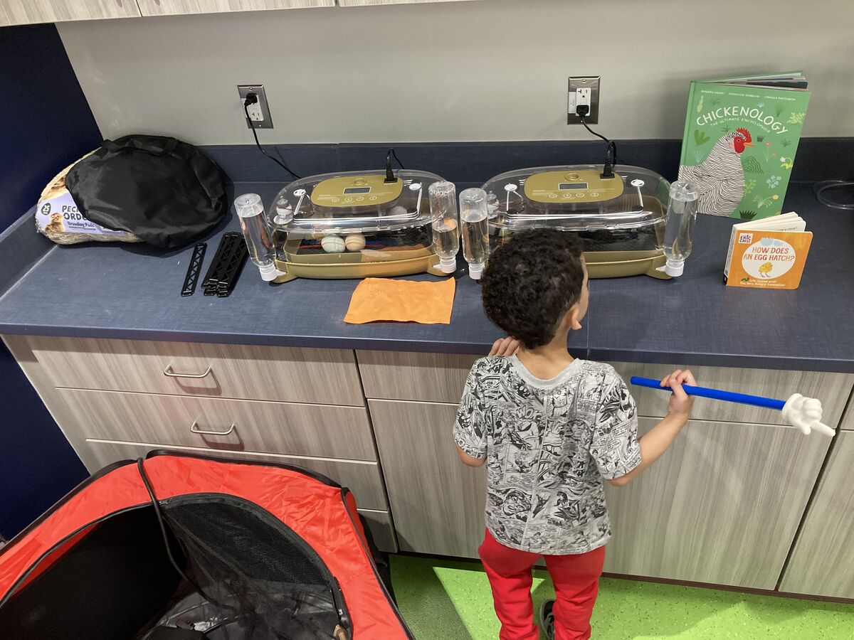 Truth using Innovation Lab for hands-on life science; students eager to meet chicks after holiday weekend