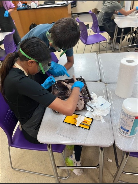 Dissecting Fetal Pigs