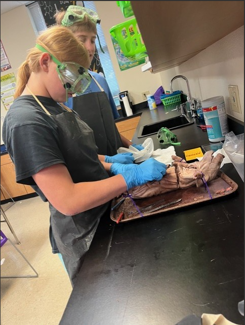Two students in a science lab wear safety goggles and gloves while dissecting a specimen.