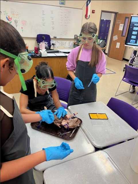 Students in a science classroom wear safety goggles and gloves while dissecting specimens.
