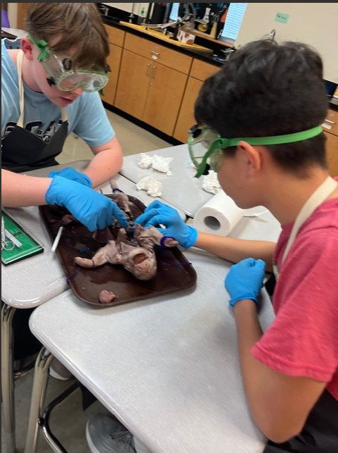 Two students in a science lab wear safety goggles and gloves while dissecting a specimen.