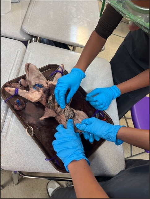 Students in blue gloves perform a dissection on a specimen in a classroom setting.
