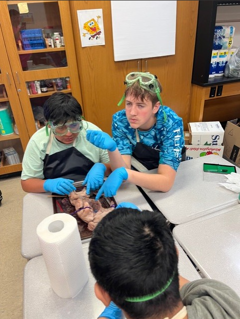 Students in a science lab wear goggles and gloves while dissecting a specimen on a tray.