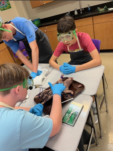 Students in a science lab wear safety goggles and gloves while dissecting specimens.
