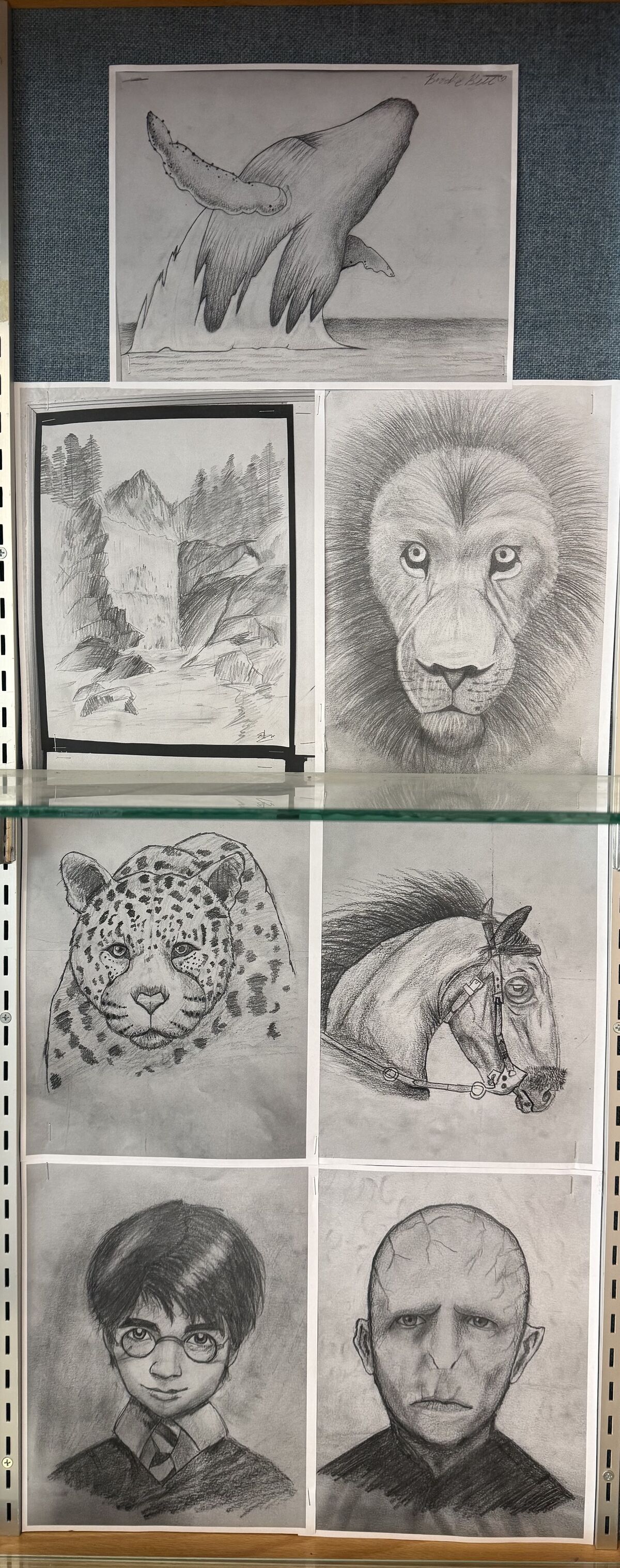 A collection of seven detailed pencil drawings displayed on a blue fabric bulletin board.