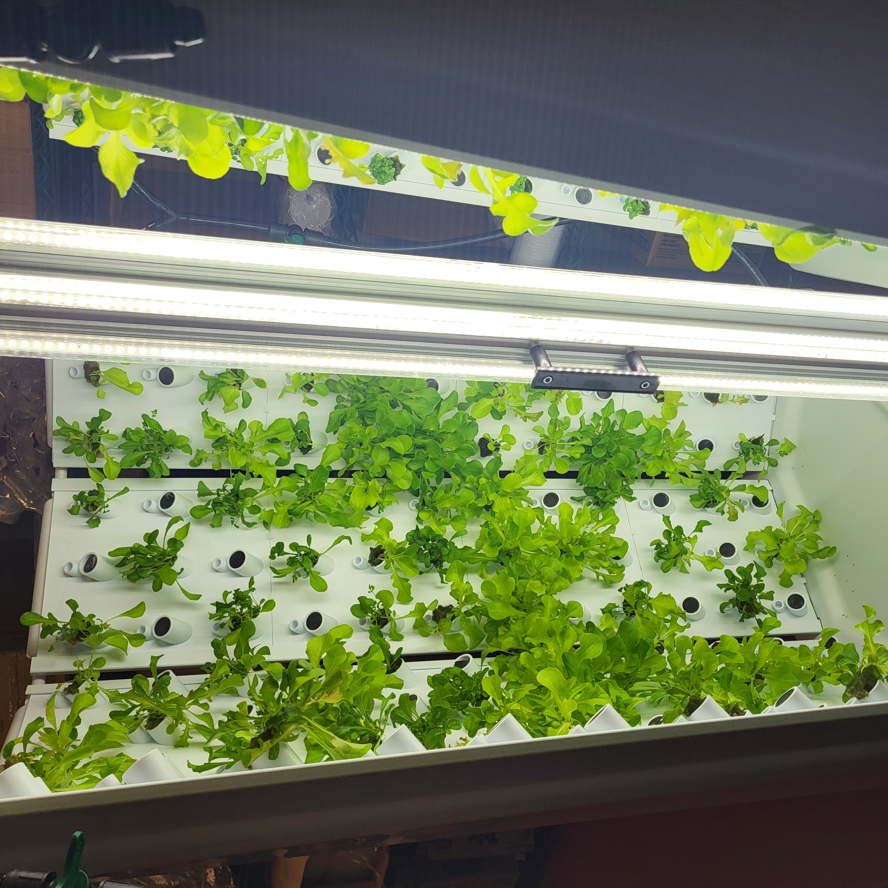 A vertical indoor hydroponic garden features rows of lush green leafy vegetables illuminated by bright LED grow lights.