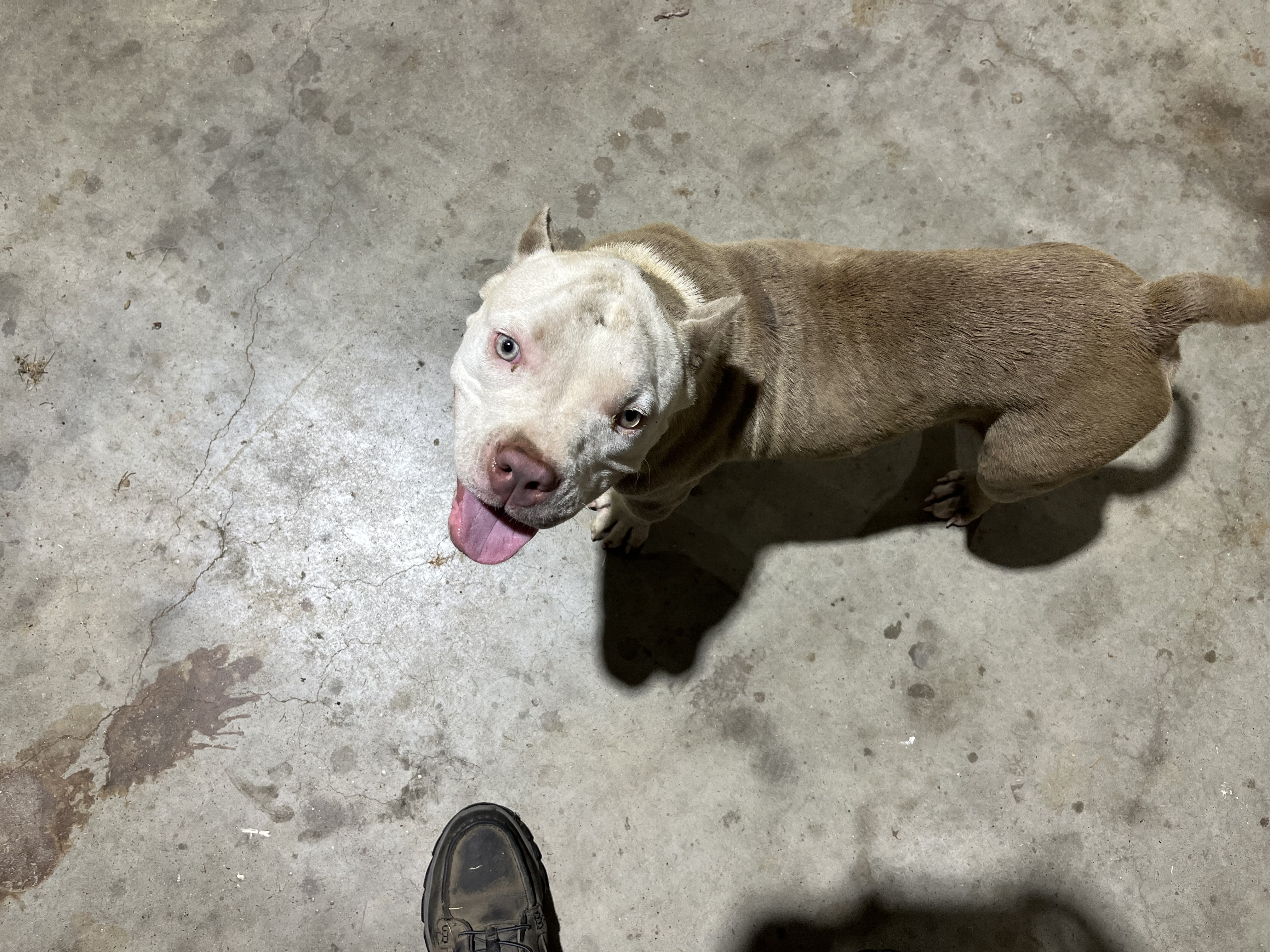 🐶 Dog Found - Spread the Word 🐶