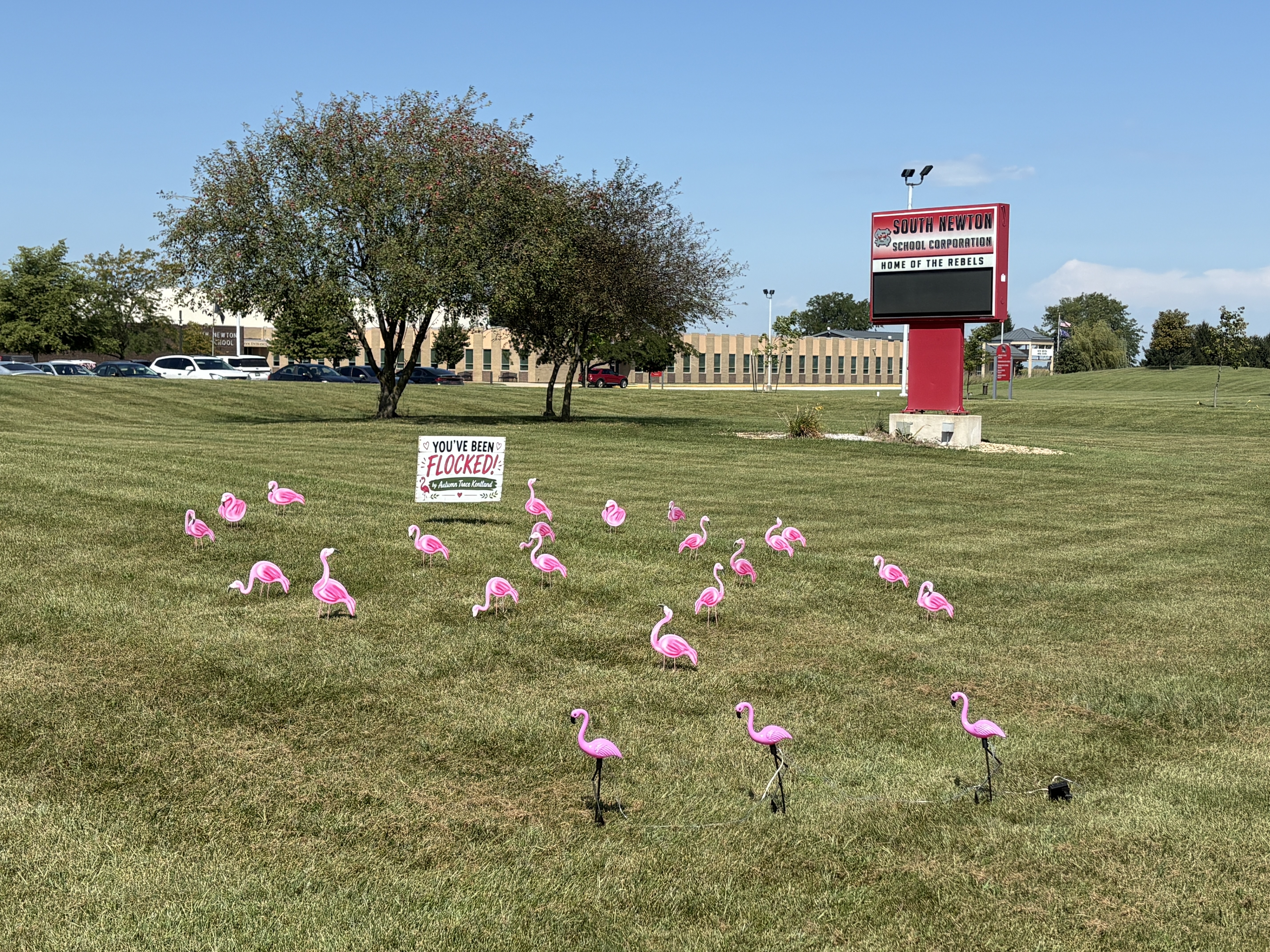 🦩 WE’VE BEEN FLOCKED! 