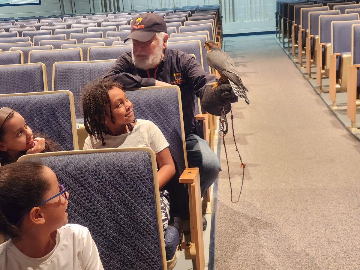 Aplomado Falcon as part of the Van Rensselaer's 2nd Grade Birds of Prey Experience