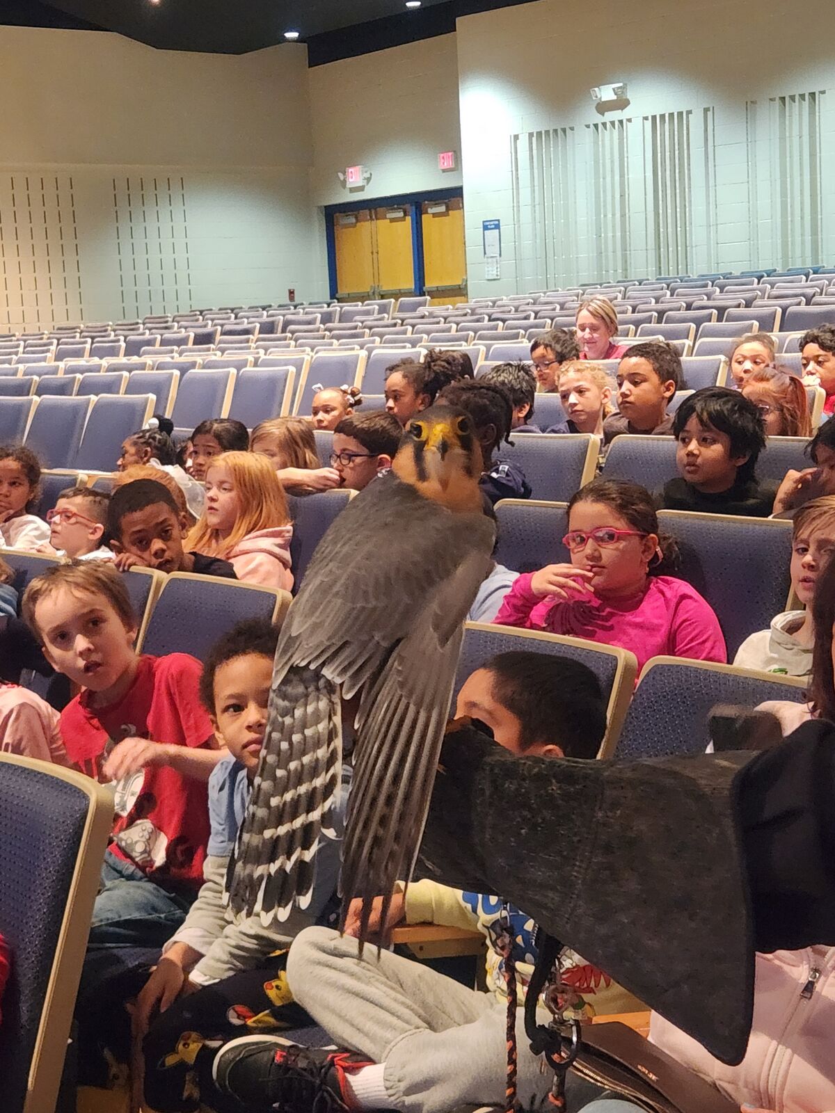 Aplomado Falcon as part of the Van Rensselaer's 2nd Grade Birds of Prey Experience