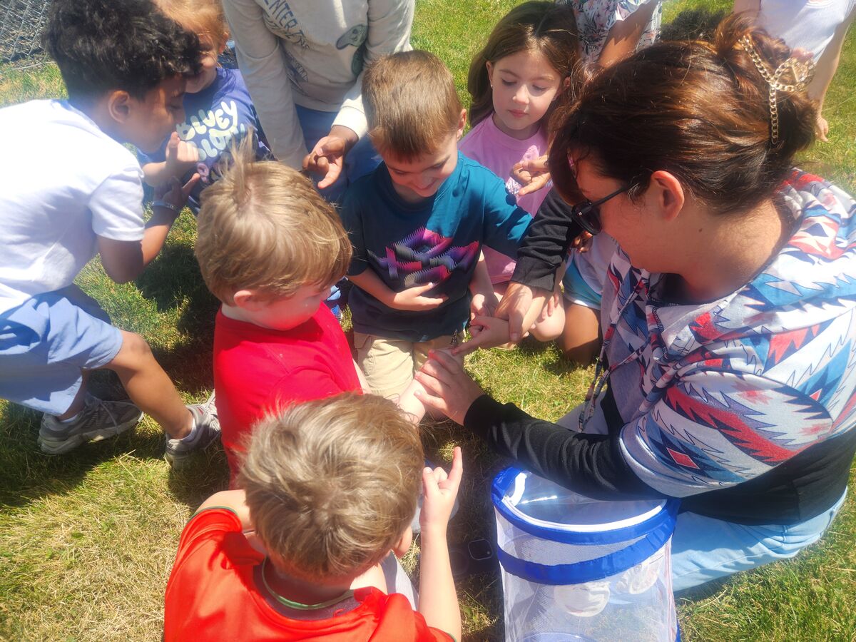 Kindergarten Classes Observe Life Cycles with Annual Butterfly Release