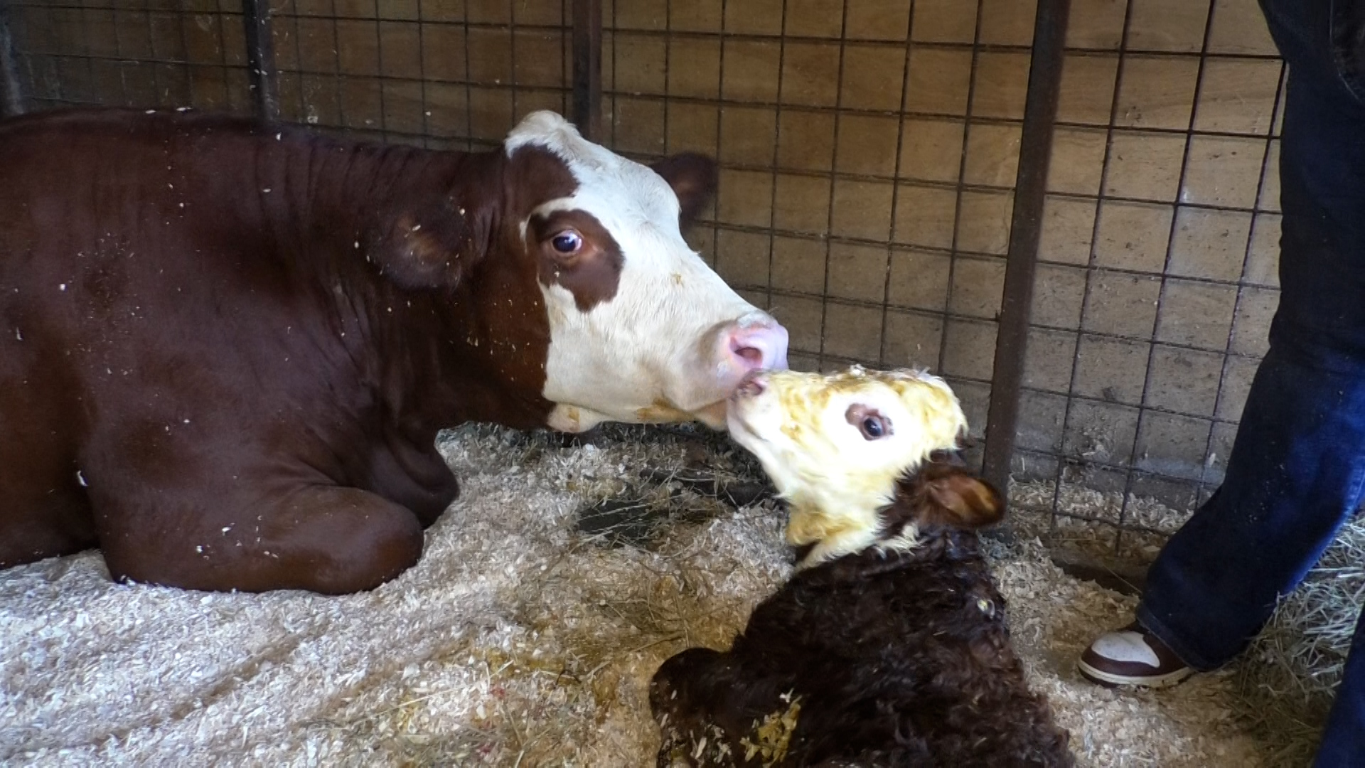Congratulations. It's a Boy!