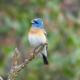 A small blue and white bird perches on a thin branch, its beak open.