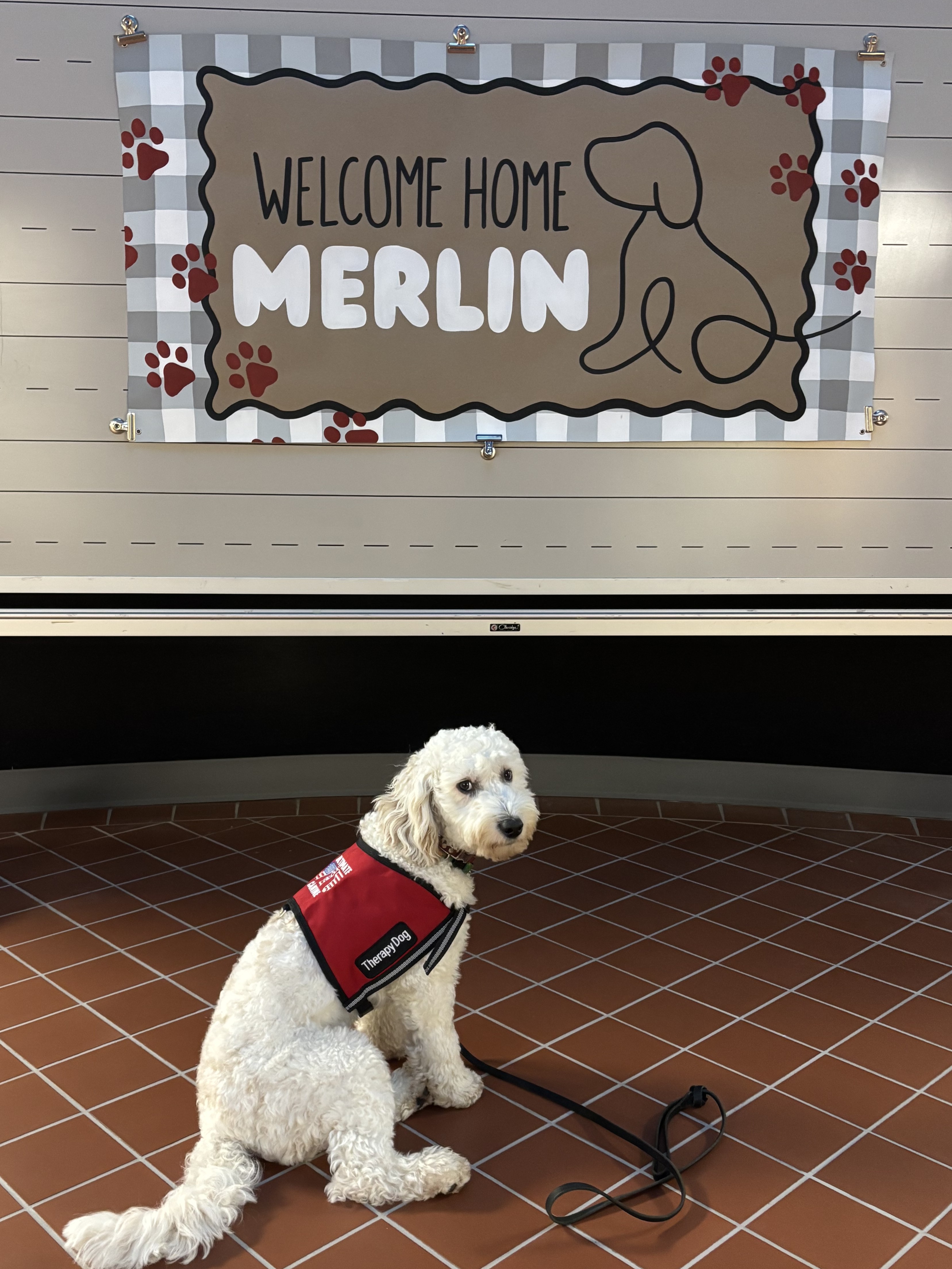 Welcome home, Merlin! 