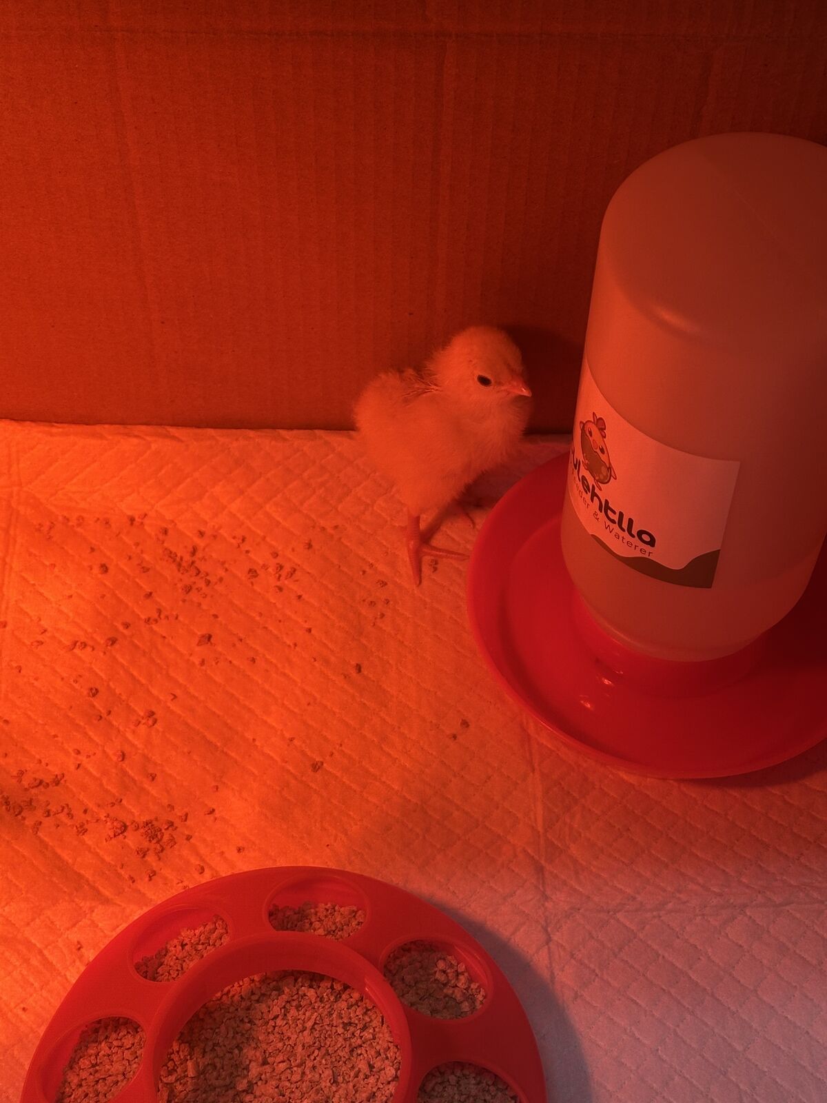 Day 3 Baby Chick Link