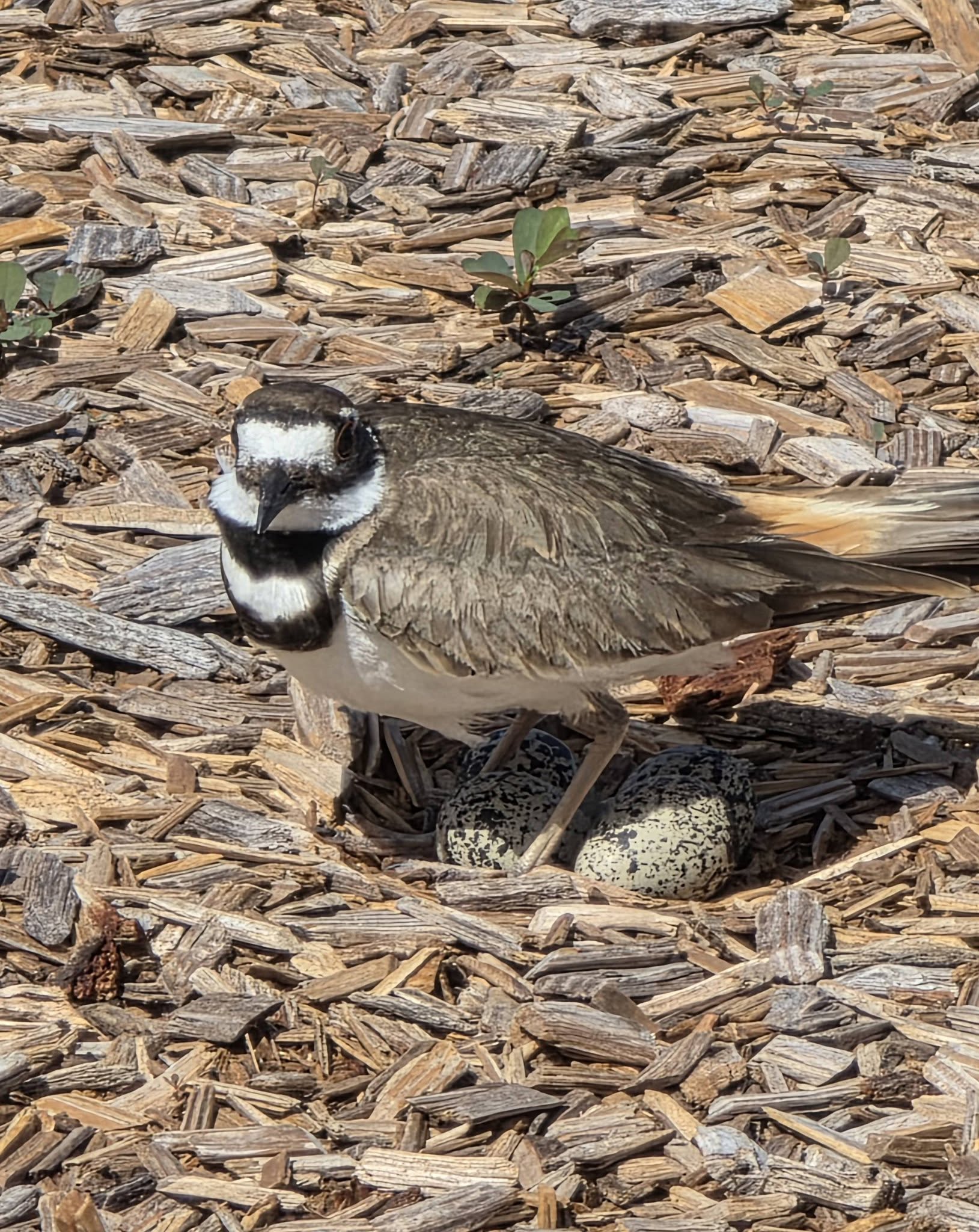 Playground Turned Classroom: Wadsworth Elementary Coexists with Wildlife to Welcome Four New “Students”