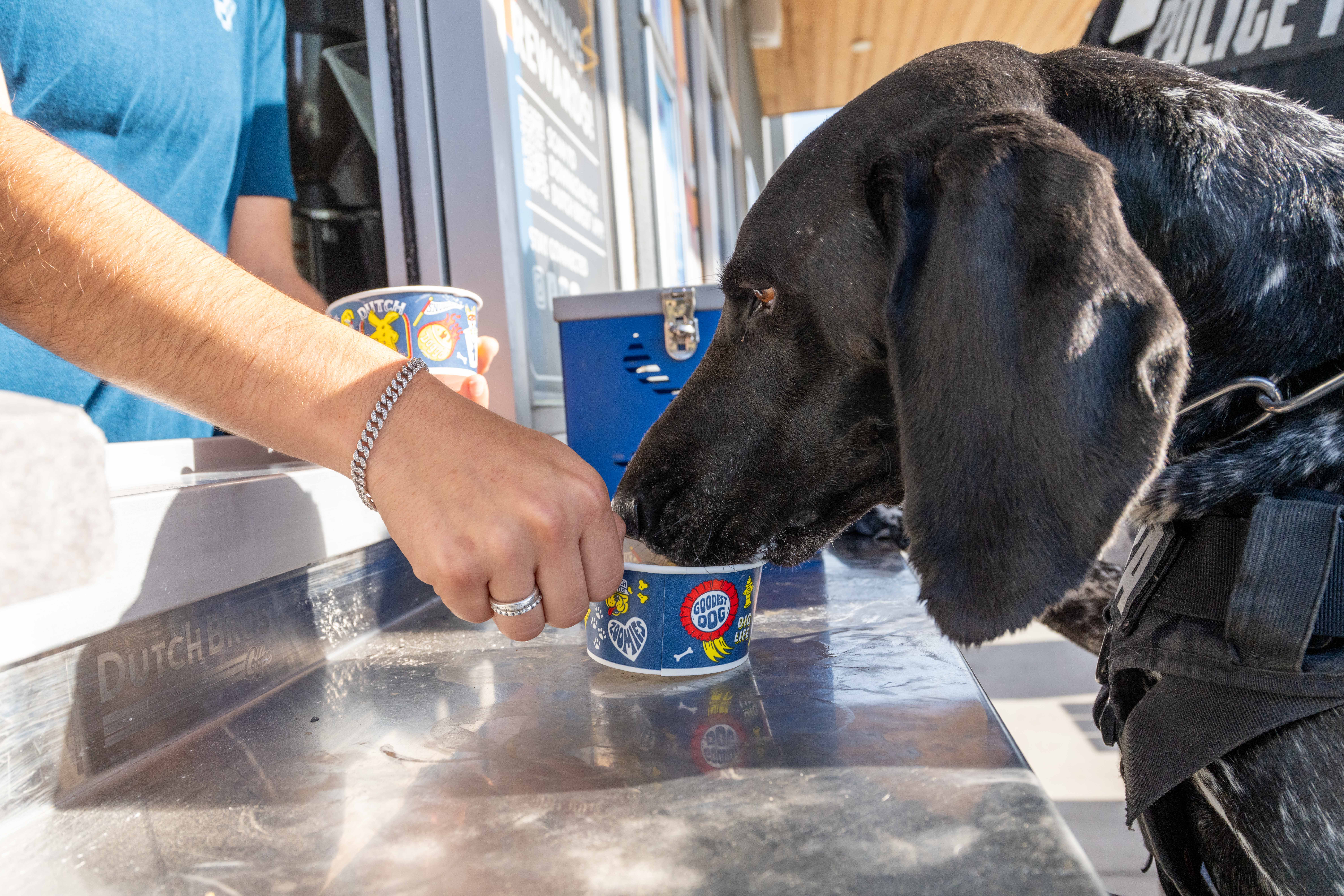 A black dog with a harness enjoys a treat from a cup labeled 'Goodest Dog Zoomies'.
