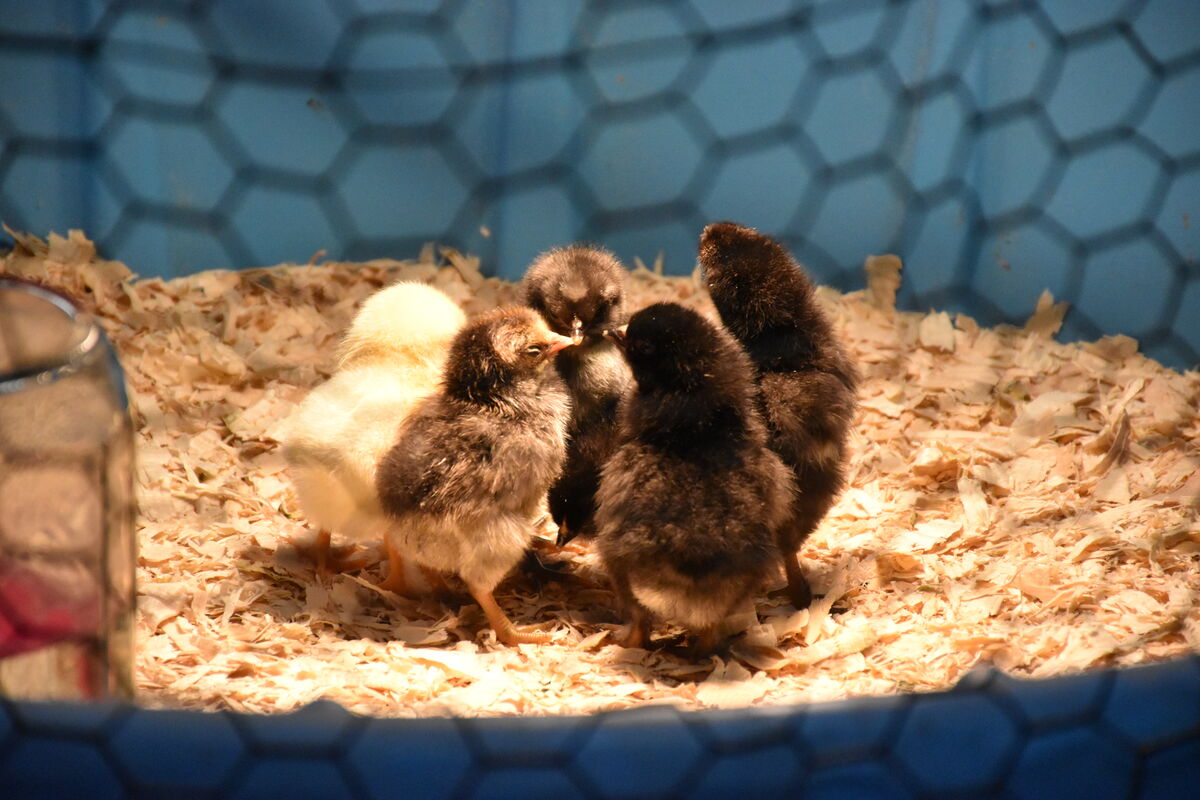 Middle school science students welcome hatchlings