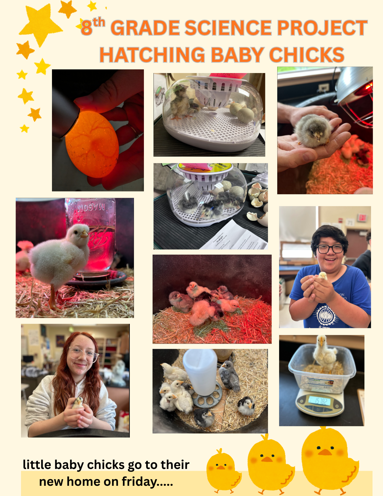 8th Grade Science - Hatching Baby Chicks